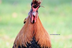 6+ Gold Appenzeller Chicken Hatching Eggs
