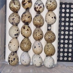 25+ Assorted Coturnix Fertile Quail Hatching Eggs – Variety Of Color