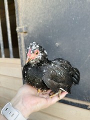 12++ Puerto Rico Imported Kiki Riki Hatching Eggs