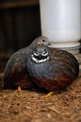 6 Mystery Pack Exotic Button Quail Hatching Eggs Chinese Painted + Rare Colors