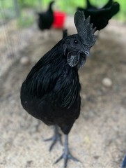 Ayam Cemani 5+ hatching eggs NPIP/AI Clean