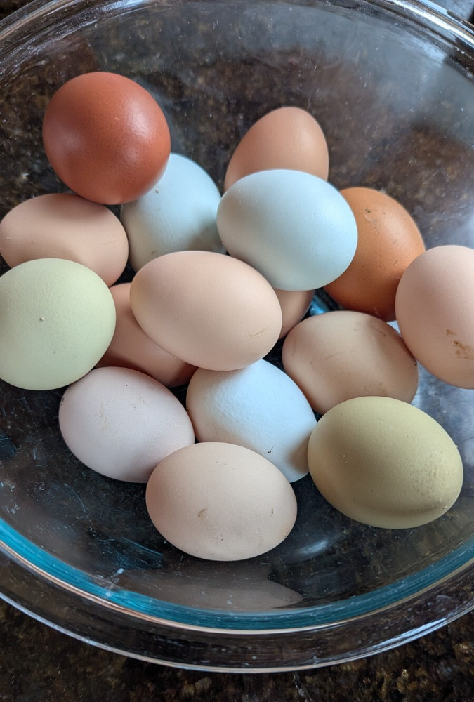 One Dozen (12) Barnyard Mix Fresh Fertile Hatching Eggs NON GMO Feed FREE RANGE
