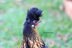 6+ Gold Appenzeller Chicken Hatching Eggs