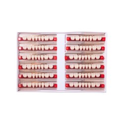 US Dental Acrylic Resin Teeth Anterior/Posterior Shade A1/A2/A3 Full Set Denture