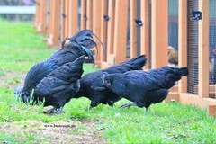 10+ Fertile Chicken Hatching Eggs Brahma Camani Serama Legbar Marans Owlbeard