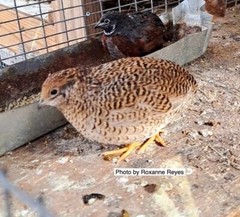 25 BUTTON QUAIL EGGS from 12+ vars ships 2 day FEDEX PLEASE READ Carton Packed