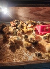 25+ Assorted Coturnix Fertile Quail Hatching Eggs – Variety Of Color