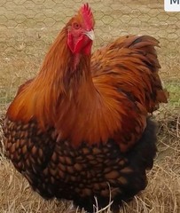 8+ English Gold Laced Orpington Hatching Eggs