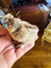Silkie Hatching Eggs 7+ Calico Partridge Black Gray White Splash And Paint