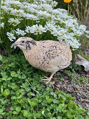 25+ Assorted Coturnix Fertile Quail Hatching Eggs – Variety Of Color