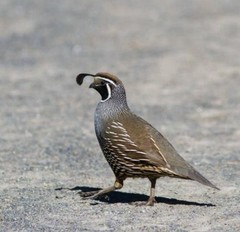 Californian Quail Fertile Hatching Eggs, 12+1 Eggs, Quail Laying Now