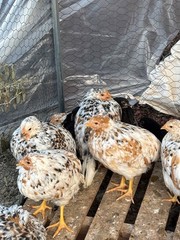 12+ ALOHA CHICKEN HATCHING EGGS