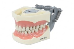 DENTAL TYPODONT OM 860 TEACHING MODEL WITH EXTRA SET OF TEETH (64 TOTAL TEETH)