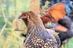 6+ Gold Laced Brahma Fertile Chicken Hatching Eggs Gentle Large Breed