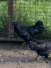 6 ayam cemani hatching Eggs/ 6 Silver Laced Wyandotte Hatching Eggs