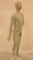10″ human Chinese acupuncture model 26cm tall anatomical sculpture figurine New