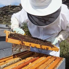 Bee Beekeeper Gloves Protective Gloves Beekeeping Supplies Long Sleeves USA