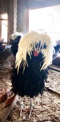 Several Varieties Polish Frizzle Hatching Eggs 15+NPIP