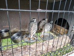 12 Hatching Snowflake Bobwhite Quail eggs