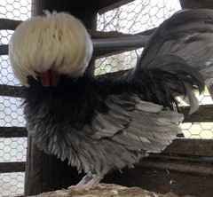 Several Varieties Polish Frizzle Hatching Eggs 15+NPIP
