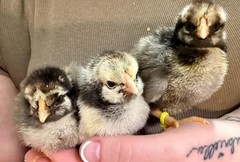 8+ Silver Laced Wyandotte PURE- Fertile Hatching Eggs!