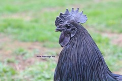 10+ Fertile Chicken Hatching Eggs Brahma Camani Serama Legbar Marans Owlbeard
