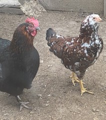 12 BYM Chicken Hatching Eggs Ameraucana Orpington Wyandotte Maran Cochin Brahma