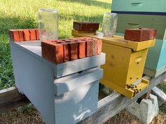 Live Caucasian Honey Bee Queen 50% * Mated, Marked & Laying * Ships 7-6-2026