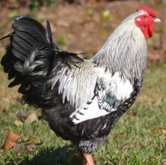 5 PUREBRED SILVER & GOLD LACED WYANDOTTE , Free Range Hatching EGGS.