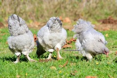 6+ Lavender Brahma Fertile Chicken Hatching Eggs Gentle Large Breed