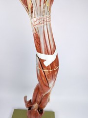 Vtg Anatomical Somso Muscle Arm Model with Shoulder Girdle (B)