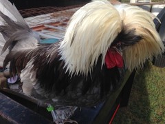 Several Varieties Polish Frizzle Hatching Eggs 15+NPIP