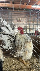 6 + 3 SQ Fresh Serama Hatching Eggs Splash Blue Black Chocolate Mottled! NPIP