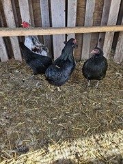 ARAUCANA FERTILE EGGS 12 + Standard size BLUE BLACK SPLASH