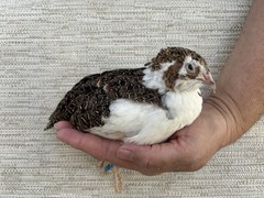 100 ++ Fertile Jumbo Multi Color Coturnix Quail Hatching Eggs