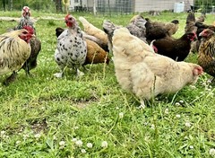 12+ Rainbow Chicken Hatching Assortment Ameraucana, Faverolles, Marans, EE / OE