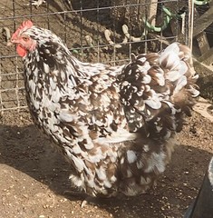 12 BYM Chicken Hatching Eggs Ameraucana Orpington Wyandotte Maran Cochin Brahma