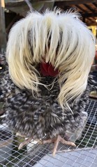 Several Varieties Polish Frizzle Hatching Eggs 15+NPIP