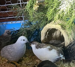 12 Exotic Rare Button Quail Hatching Eggs Colors extras included