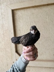 12++ Puerto Rico Imported Kiki Riki Hatching Eggs