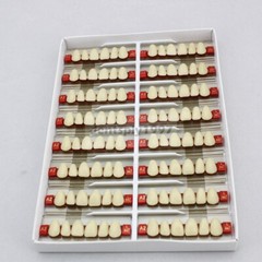 16sets Dental Acrylic Resin Upper Anterior False Teeth Two Layer 20HD Denture