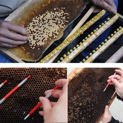 10PC Beekeeping Queen Rearing Grafting Tools Beekeeper Bee Hive Retractable Kit