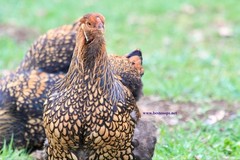 10+ Gold Laced Brahma Fertile Chicken Hatching Eggs Gentle Large Breed