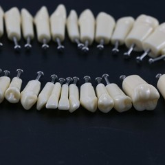 Kilgore Nissin 200 Type Dental Mounting Pole Typodont Model 32pc Removable Teeth