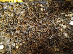 67+ KINGsBROWN XL. JUMBO brown coturnix quail hatching eggs,