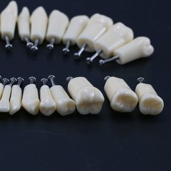 Kilgore Nissin 200 Type Dental Mounting Pole Typodont Model 32pc Removable Teeth