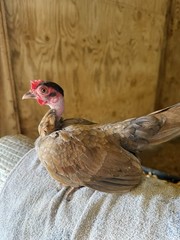12++ Puerto Rico Imported Kiki Riki Hatching Eggs