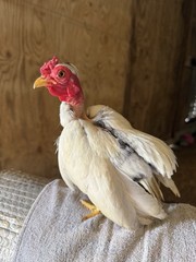 12++ Puerto Rico Imported Kiki Riki Hatching Eggs