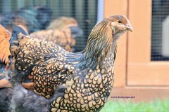 12+ Gold Laced Brahma Fertile Chicken Hatching Eggs Gentle Large Breed