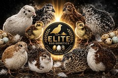 30+ Jumbo Coturnix Quail Hatching Eggs – RARE Color Mix(Celadon Blue Egg Line!)